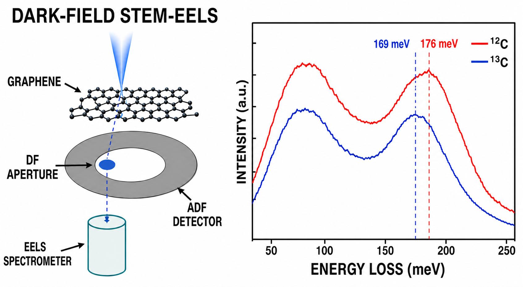 Machine-Learning Denoising for Vibrational STEM-EELS